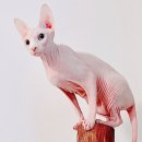 금고양이 이미지