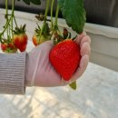 킹스베리 이미지