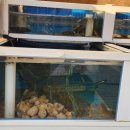 싱싱해물특공대 이미지