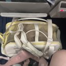 정동비치모텔 | 데리고 ktx 타기 / 서울 - 강릉 ktx 우등석 후기 / 안목펫비치 / 강릉 반려견 동반 숙소 / 엄마아빠랑...