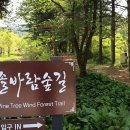 강원 원주 운곡솔바람숲길 이미지