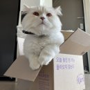 몽보네르 | 궁디 팡팡 캣페스타 ! 오늘 사냥 완료⭐️ 따끈따끈한 후기 ❤️ /궁팡추천리스트 주차 atm기계 택배서비스 등등