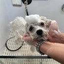 멍냥펫살롱 이미지