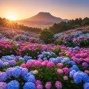 동아가스충전소 화장실 | 제주 카멜리아힐 수국 만개시기: 파란 하늘 아래 수국 파티! 🌸🌊