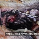 해운대조은동물병원 이미지