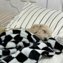 예쁘다 개 네이버블로그