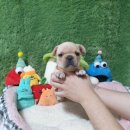 광주강아지분양 고양이분양 펫왕국 이미지