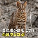 충남야생동물구조센터 | 귀여운 얼굴에 반전?! 길고양이와 다른 멸종위기동물 삵 특징과 먹이