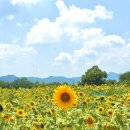 감연3리 마을회관 | 대구 칠곡 가볼만한곳 해바라기 명소 석적 청계마을 꽃구경 실시간