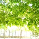 소비쿠폰 거부 시작ㄷㄷ 조선 &#34;세금 우리가 70%..&#34;ㅋ &#34;김건희가 보름 후 조사받겠다고 한 이유&#34; (박시영이 전한 김병기 통화내용) 이미지