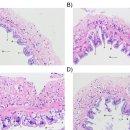 Poly-β-hydroxybutyrate(PHB)첨가 사료를 35일간 투여한 흰다리새우 소화관 이미지