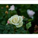 호수공원7로 이미지