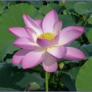 음차십덕(飮茶十德) ⑨ / 차는 도를 행하게 한다. 이미지