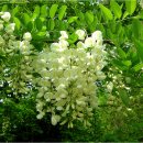 아카시아펜션 이미지