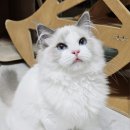 달래캐터리 이미지