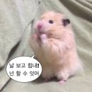 장군점