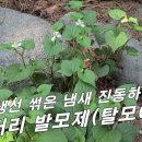 [약모밀, 어성초] 생선 썩은 냄새 진동하는 탈모, 발모제 사용 몇 개월 만에 수부룩~ 이미지