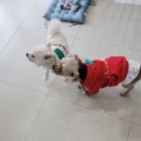 귀여븐댕 이미지