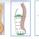 짐쉐이프 이미지