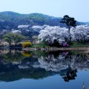 희망의 나무 休 이미지