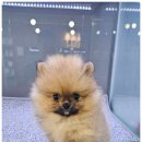강아지분양 애견입양 아이러브독 인천점 | 믿을 수 있는 인천애견샵 강아지분양 애견입양 아이러브독 인천점