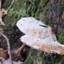 물방울잔나비버섯 Fomitopsis spraguei (Berk. & Curt.) Gilb. & Ryv. 이미지