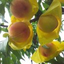 맥반골농원 이미지