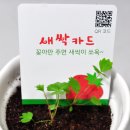 자연애씨드 | 미니화분/씨앗/판촉물, 기념품, 행사용품, 답례품, 홍보물, 홍보용품, 단체선물, 사은품