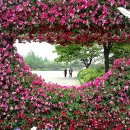 바니호프 이미지