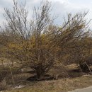 산수유꽃길로 이미지