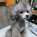 헬로도그맘 이미지