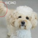 보니 이미지