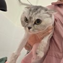 대양환경 | [경북/안동] 고양이 성향맞춤 무마취 미용실 캣블링｜대양이 3번째 방문 후기