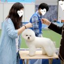 블루켄넬 이미지