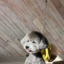 애옹애몽 이미지