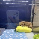 마이도그샵 이미지