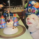 축하하개 이미지