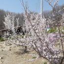 강촌에살고싶네 이미지