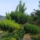 향나무 - 함안군 | 향나무