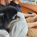 코드펫 | [아난티코드 가평] 펫룸 테라스하우스 후기 – 반려견과 함께하는 럭셔리 휴식