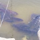 백달낚시터 이미지