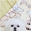 까미랑몽이