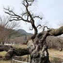 평사마을회관 | [자박자박 소읍탐방 10] 전남영암 군서면 구림마을, 월출산이 숨겨 놓은 ‘2200년 향촌’