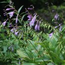 비비추공원 이미지