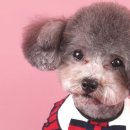 퀸펫살롱 이미지