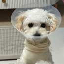 쿨펫이마트 목동점 동물병원 네이버블로그