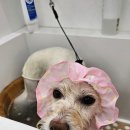 쁘니댕댕 이미지