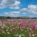 낙동가람 이미지