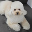 2051 | 강아지 셀프미용 푸들 테디베어컷, 에이플러스 드라이기 APHD2051 내돈내산 사용 후기