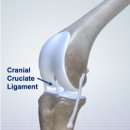 아프리카 동물의료센터 이미지